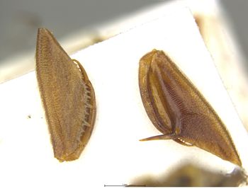 Media type: image;   Entomology 10768 Aspect: front tibia